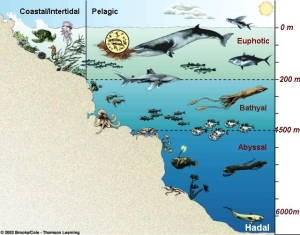 Marine Life in the Pelagic Zones