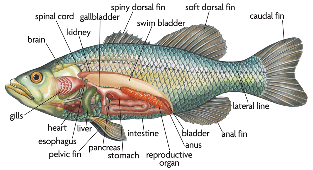 Image From Https Wavemakersrq Files Wordpress Com 2014 11 Bony Fish Anatomy Gif Fish Anatomy Fish Anatomy