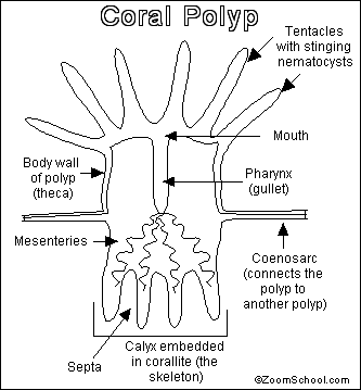 Coral polyp diagram