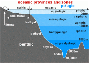 The Epipelagic Zone