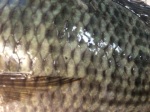 Talapia Scales